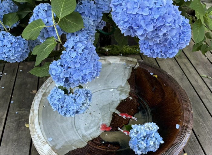 北鎌倉　明月院　紫陽花　花手水