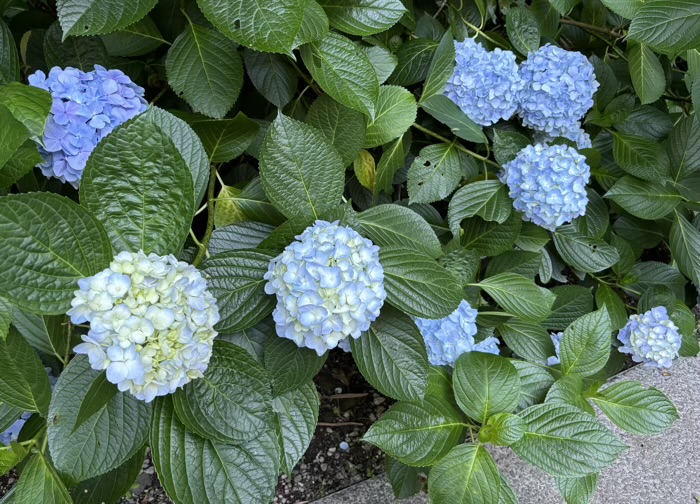 北鎌倉　明月院　紫陽花