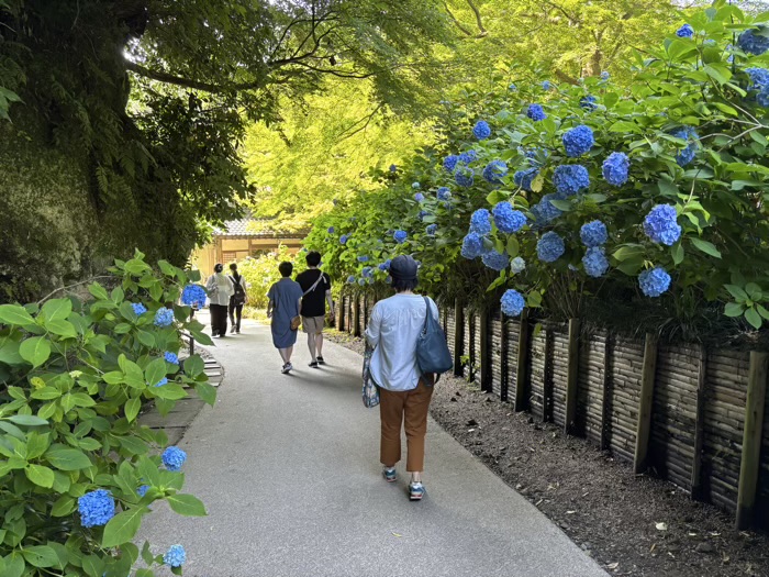 北鎌倉　明月院