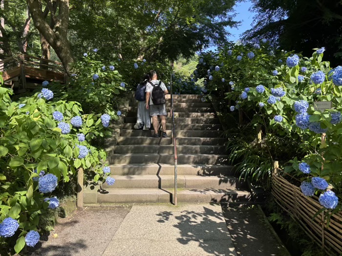 北鎌倉　明月院　紫陽花　参道