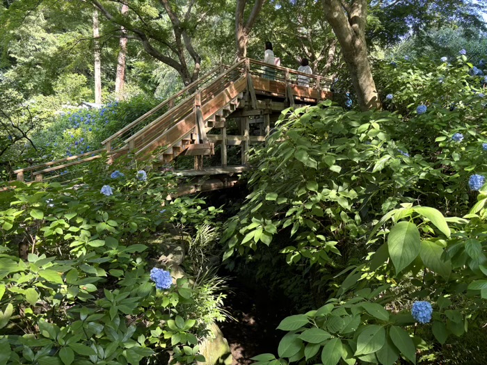 北鎌倉　明月院　紫陽花　桂橋