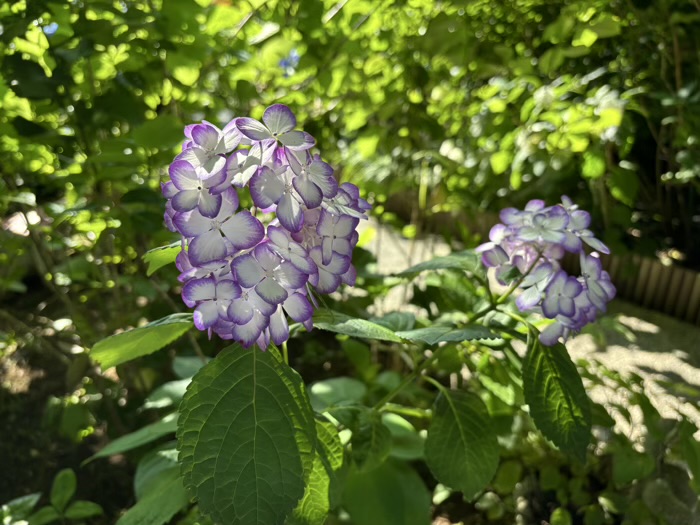 北鎌倉　明月院　紫陽花