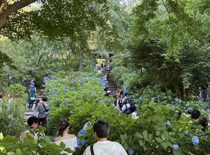 北鎌倉　明月院　紫陽花　桂橋