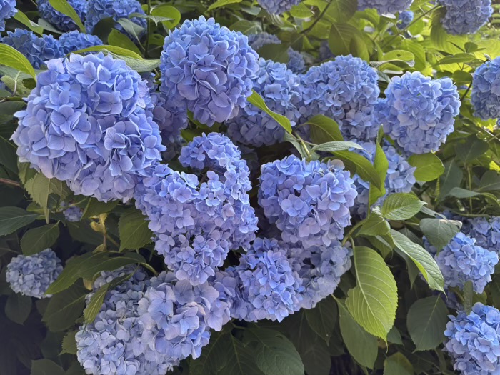 北鎌倉　明月院　紫陽花