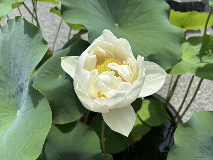 平塚　土屋銭洗い弁財天 妙圓寺　蓮