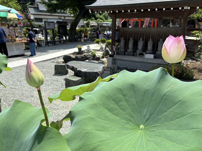 平塚　土屋銭洗い弁財天 妙圓寺　蓮