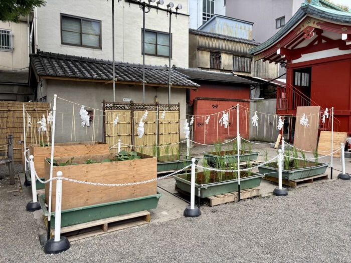 浅草神社　夏詣　稲とさつまいも