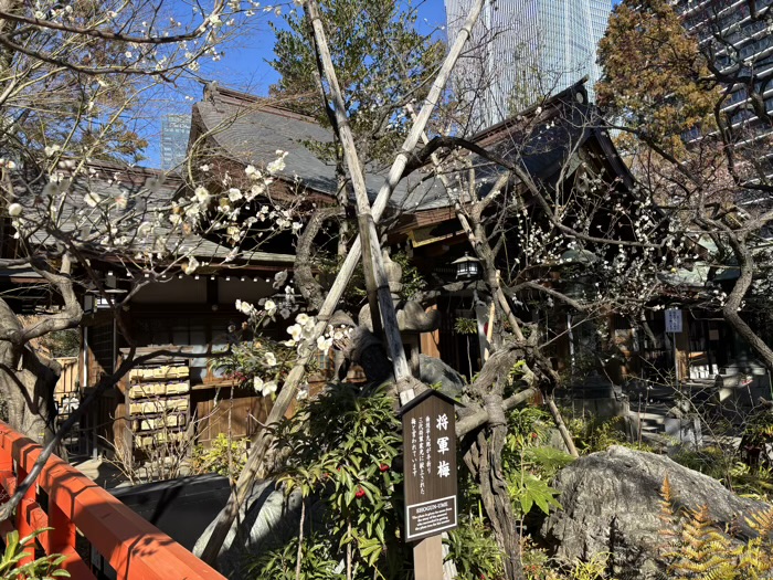 港区　愛宕神社　将軍梅