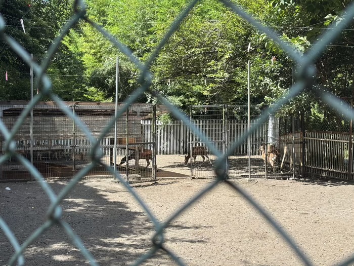横浜　戸塚　相州春日神社　神鹿