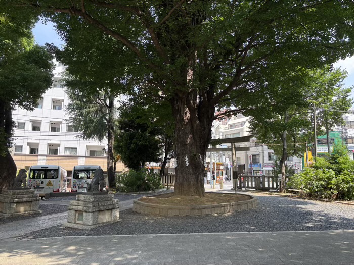 渋谷　鳩森八幡神社　御神木