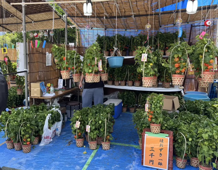 浅草寺　四万六千日ほおずき市