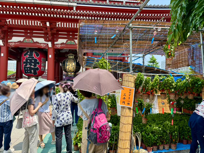 浅草寺　四万六千日ほおずき市