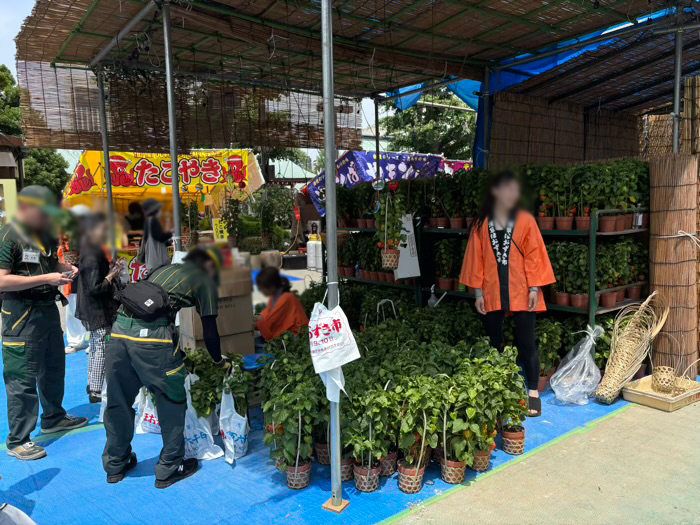浅草寺　四万六千日ほおずき市　クロネコヤマト