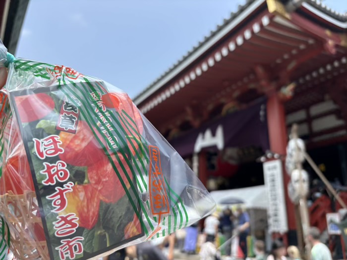 浅草寺　四万六千日ほおずき市