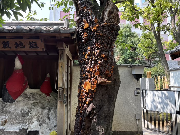 文京区　小石川　源覚寺（こんにゃく閻魔）　不思議な木