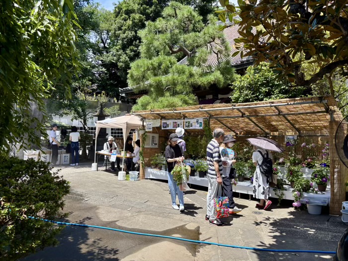 月参堂 善光寺　変化朝顔展示会　文京朝顔・ほおずき市