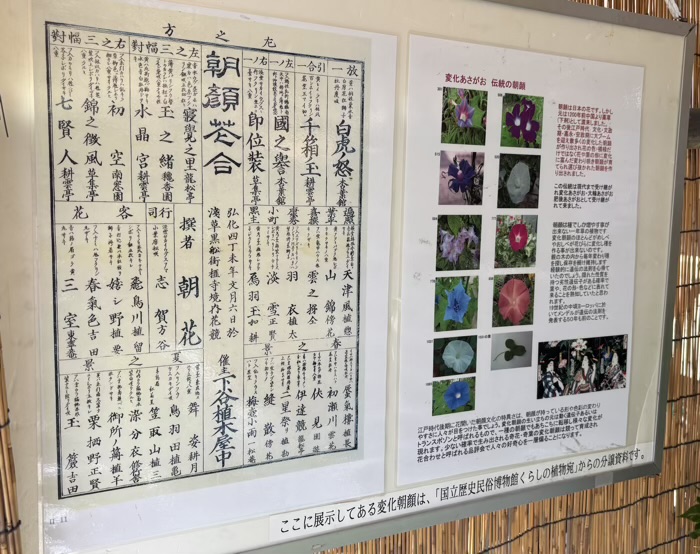 月参堂 善光寺　変化朝顔展示会　文京朝顔・ほおずき市