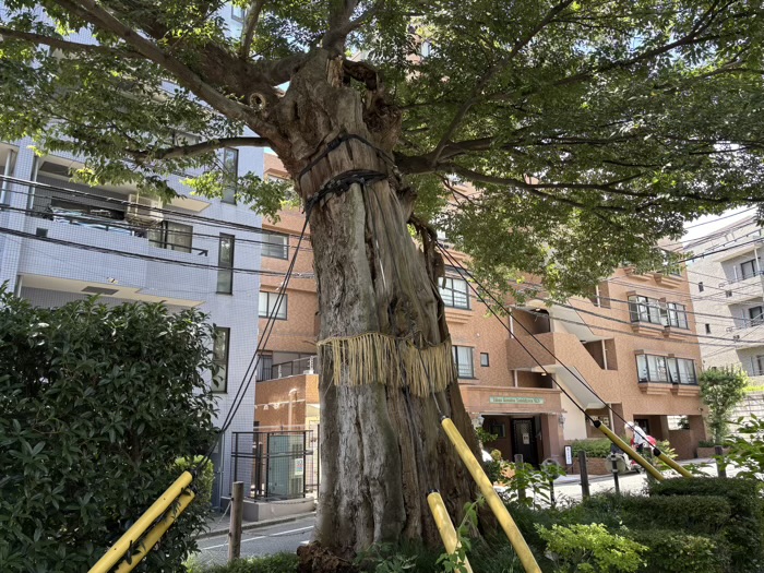文京区　慈眼院 澤蔵司稲荷　ムクの木