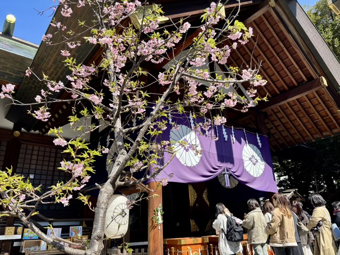 千代田区　東京大神宮　春　桜