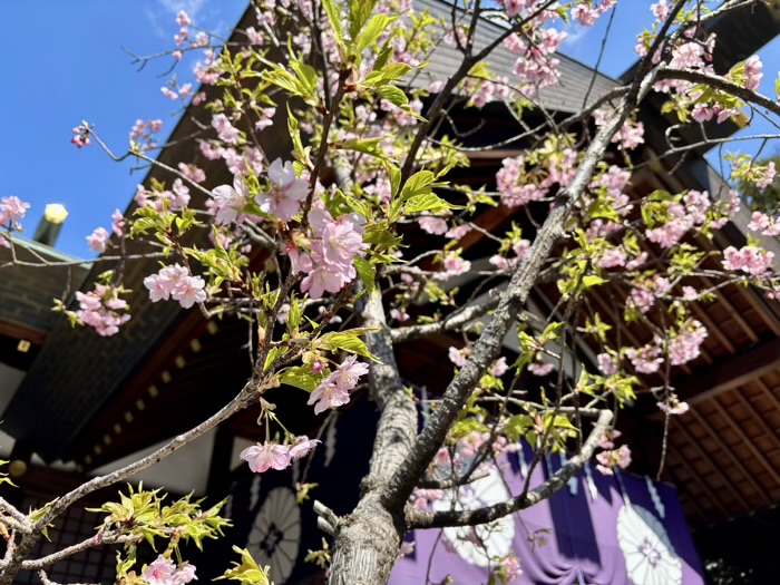 千代田区　東京大神宮　春　桜
