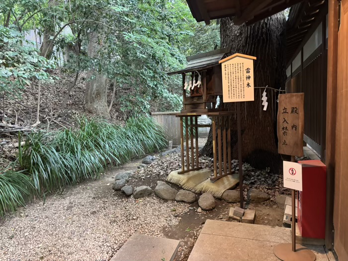 赤坂　乃木神社　雷神木