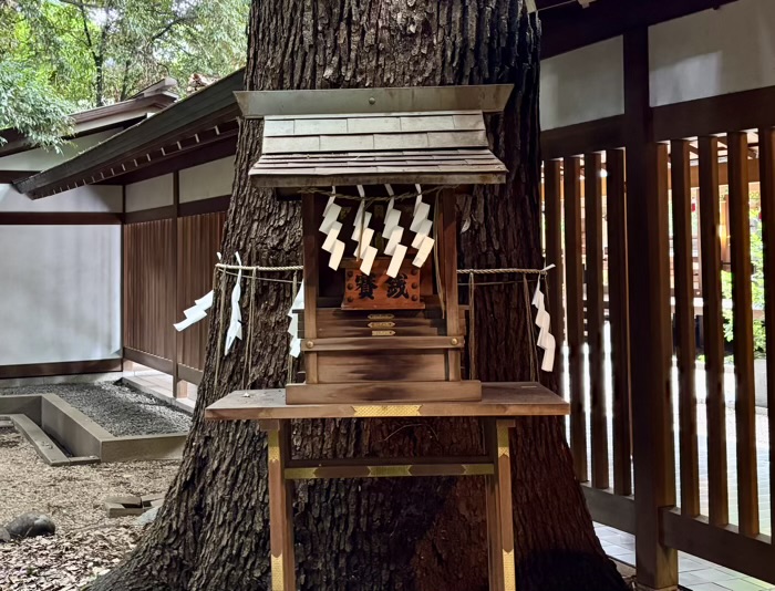 赤坂　乃木神社　雷神木