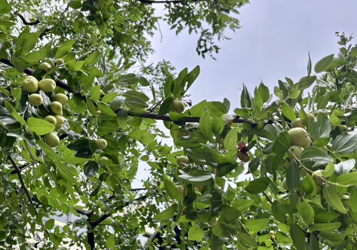 港区　乃木公園　なつめの木