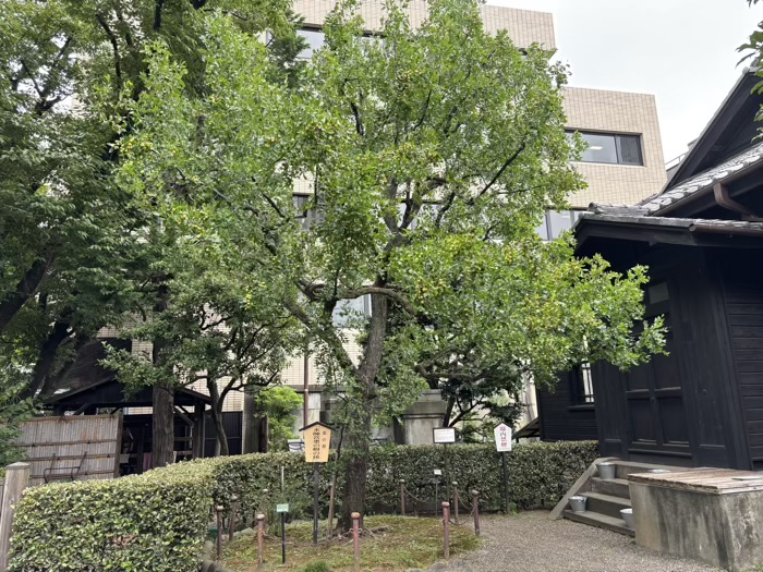港区　乃木公園　なつめの木
