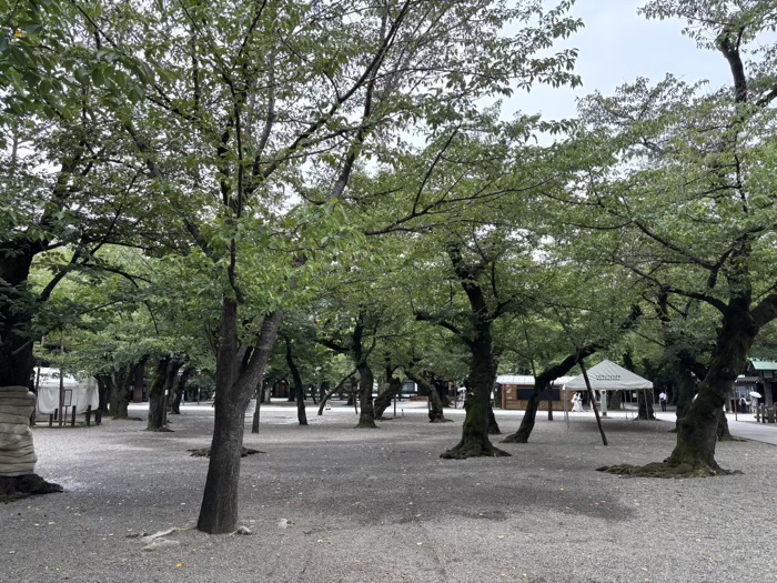 千代田区　九段下　靖國神社　桜