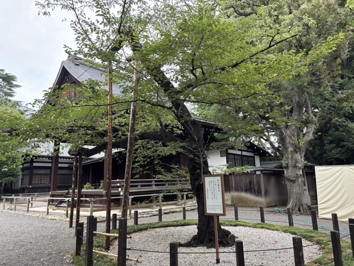 千代田区　九段下　靖國神社　標本木（ソメイヨシノ）