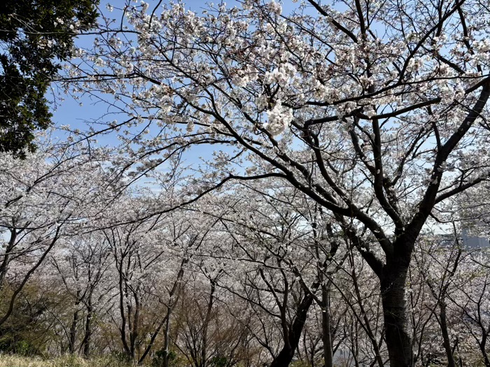 横浜　上永谷　永谷天満宮　天神山　桜