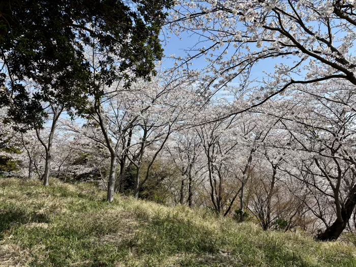 横浜　上永谷　永谷天満宮　天神山　桜
