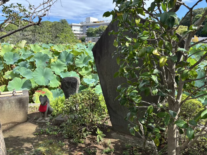 東京 上野 寛永寺 不忍池辯天堂 聖天島