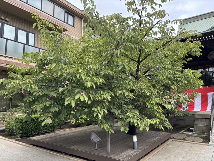 桜新町 桜神宮 えんむすびの木(河津桜)