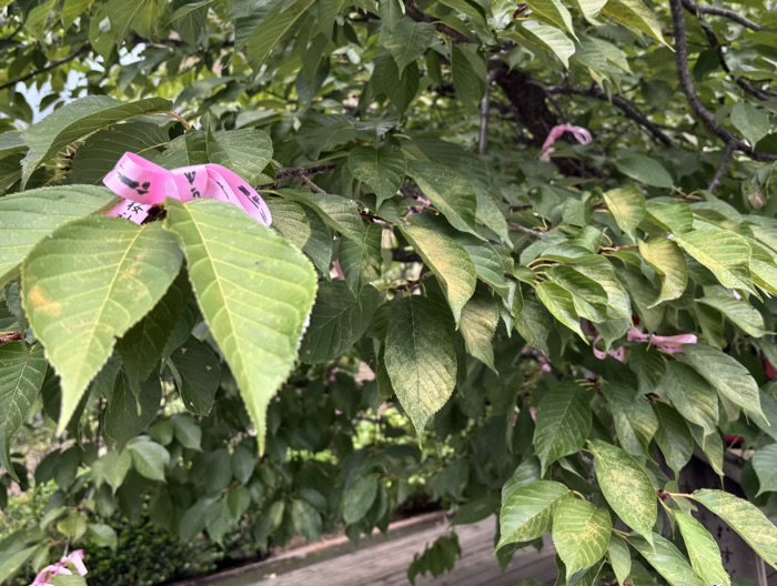 桜新町 桜神宮 花帯