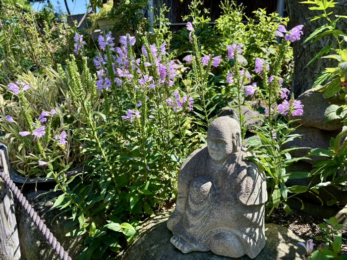大和　常泉寺　椿の丘
