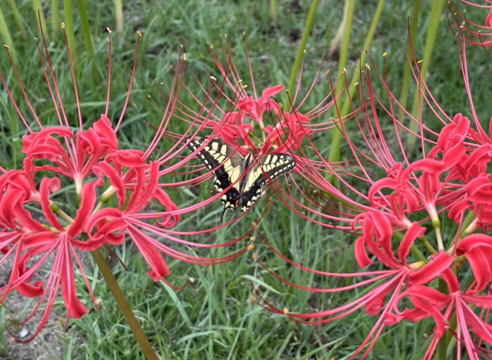新羽　西方寺　曼珠沙華（彼岸花）