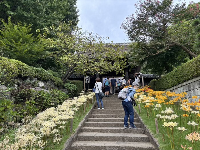 新羽　西方寺　曼珠沙華（彼岸花）