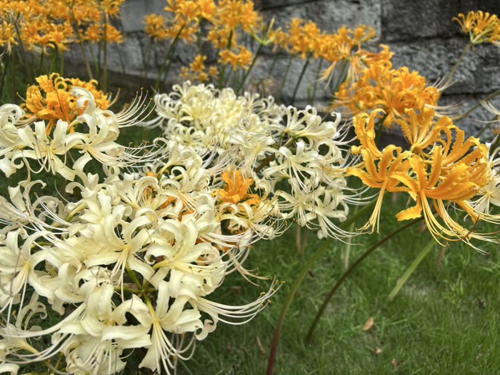 新羽　西方寺　曼珠沙華（彼岸花）