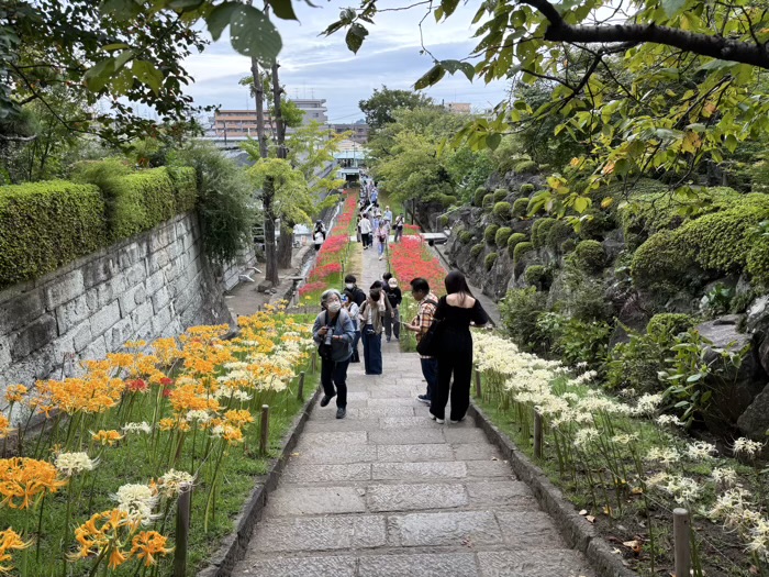 新羽　西方寺　曼珠沙華（彼岸花）