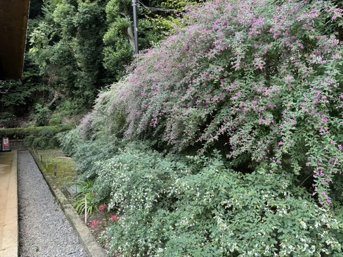 新羽　西方寺　萩