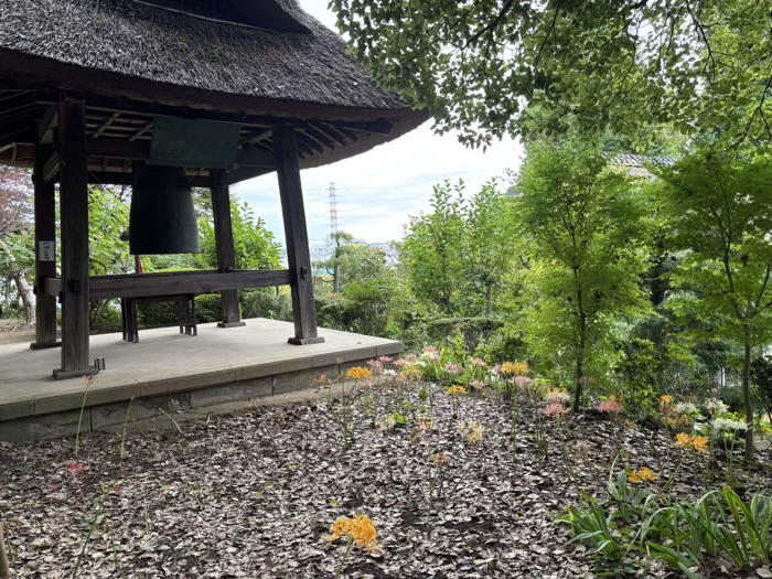 新羽　西方寺　曼珠沙華（彼岸花）
