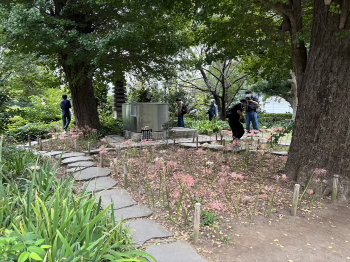 新羽　西方寺　曼珠沙華（彼岸花）