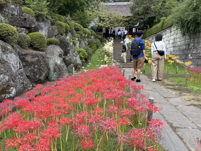 新羽　西方寺　曼珠沙華（彼岸花）
