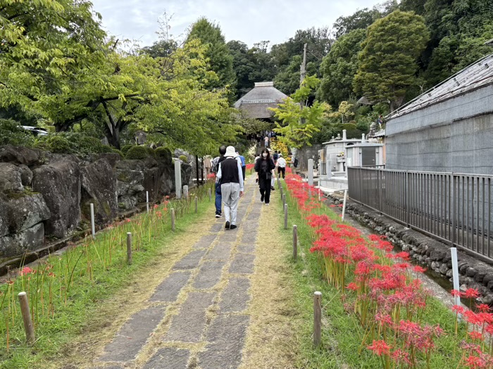 新羽　西方寺　曼珠沙華（彼岸花）