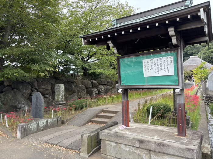 新羽　西方寺　曼珠沙華（彼岸花）