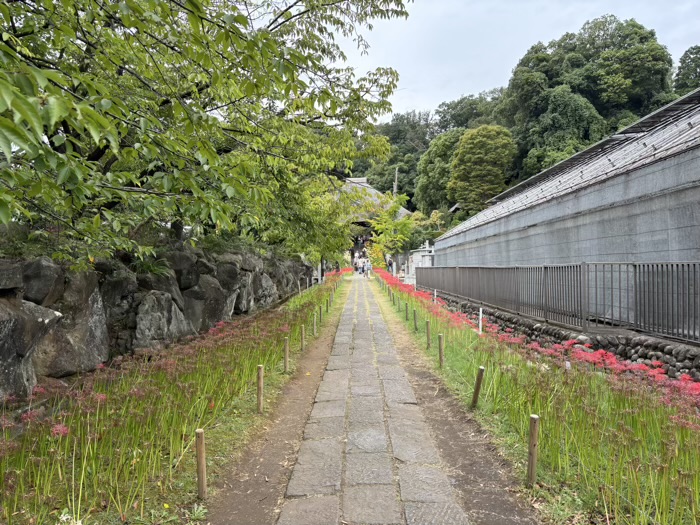 新羽　西方寺　曼珠沙華（彼岸花）