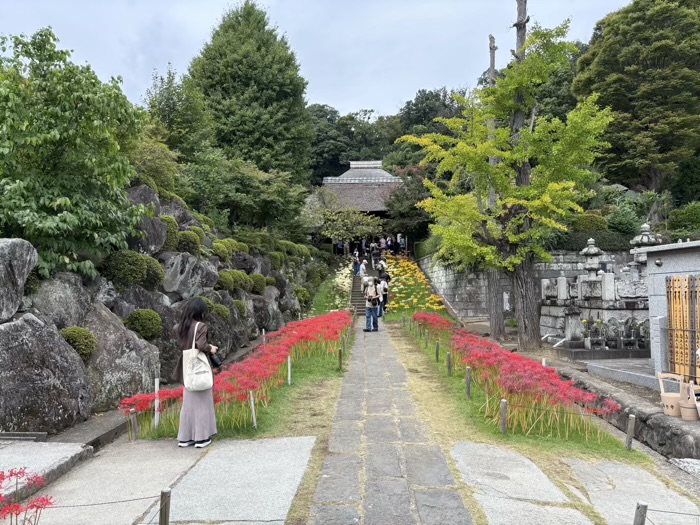 新羽　西方寺　曼珠沙華（彼岸花）