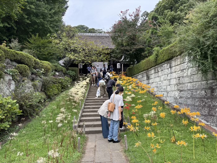新羽　西方寺　曼珠沙華（彼岸花）