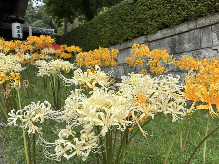 新羽　西方寺　曼珠沙華（彼岸花）